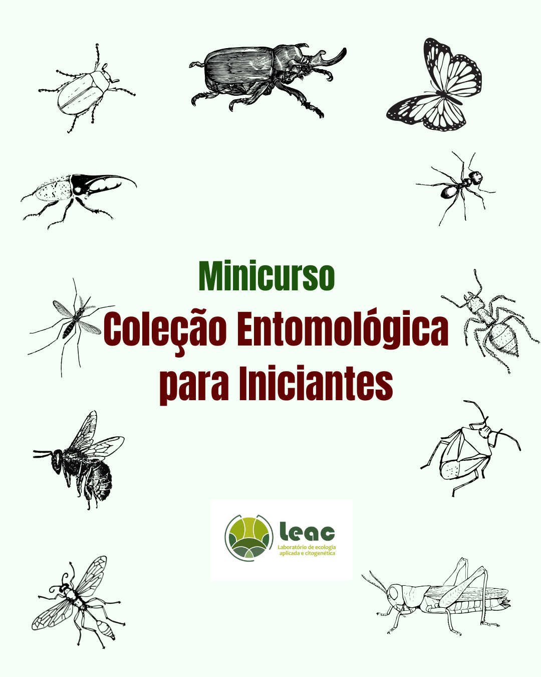 Banner do evento Minicurso: Coleção entomológica para iniciantes
